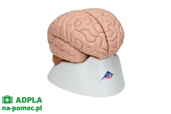 model ludzkiego mózgu, 8 części 3b smart anatomy kat. 1000225 c17 3b scientific modele anatomiczne 2
